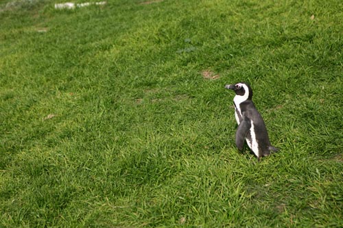 野生のペンギン発見