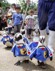 日本代表のユニホーム姿で行進するペンギン（共同）