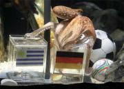３位決定戦の予測でドイツ国旗を選ぶパウル君（ロイター＝共同）